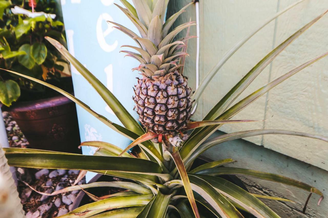Central Maui Hostel Wailuku Εξωτερικό φωτογραφία